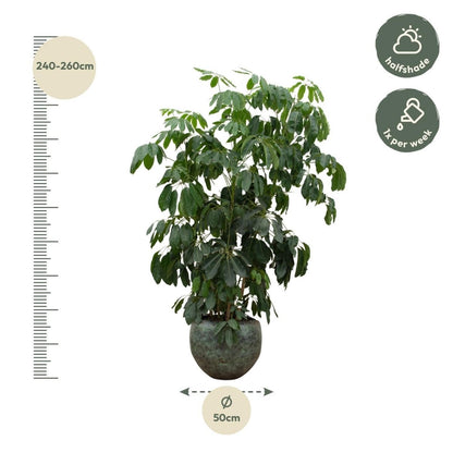 Schefflera Amate 4 - LushLeaf | Online planten bestellen