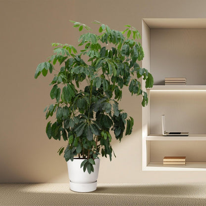 Schefflera Amate 3 - LushLeaf | Online planten bestellen
