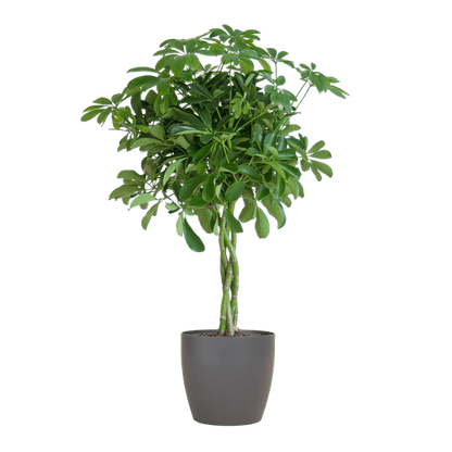 Schefflera Arab Nora met pot 8 - LushLeaf | Online planten bestellen