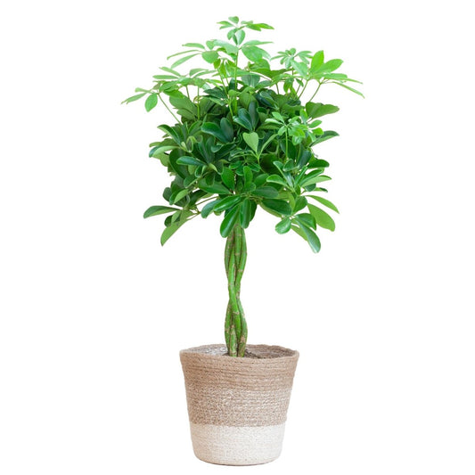 Schefflera Arab Nora met pot 1 - LushLeaf | Online planten bestellen