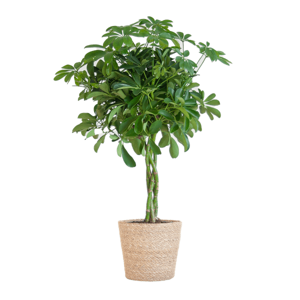 Schefflera Arab Nora met pot 6 - LushLeaf | Online planten bestellen