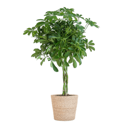 Schefflera Arab Nora met pot 6 - LushLeaf | Online planten bestellen