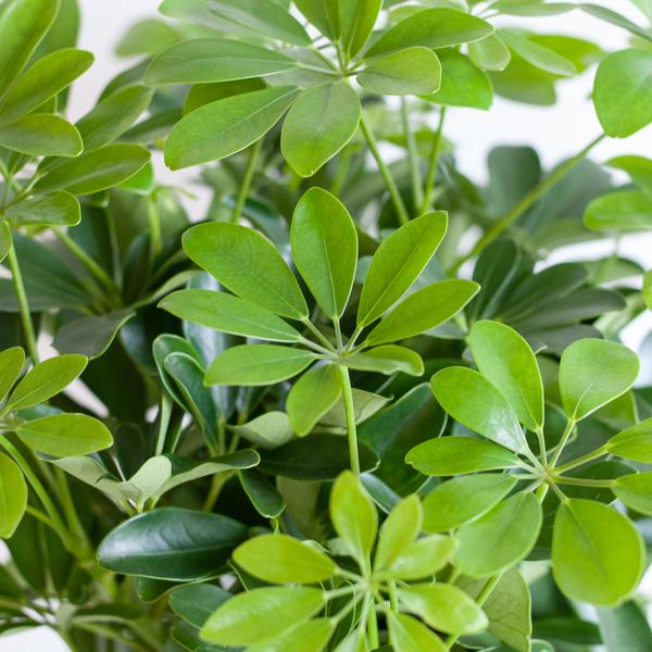 Schefflera Arab Nora met pot 2 - LushLeaf | Online planten bestellen