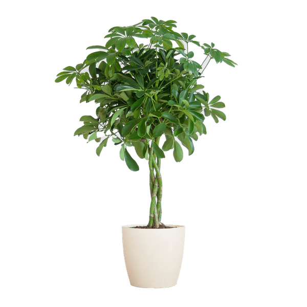 Schefflera Arab Nora met pot 7 - LushLeaf | Online planten bestellen