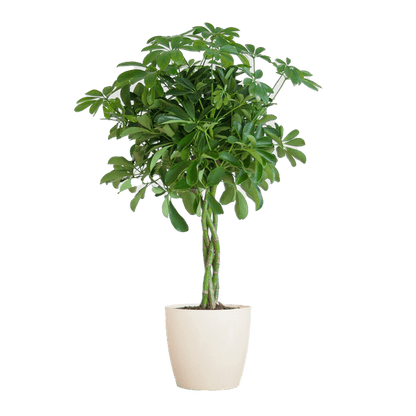 Schefflera Arab Nora met pot 7 - LushLeaf | Online planten bestellen
