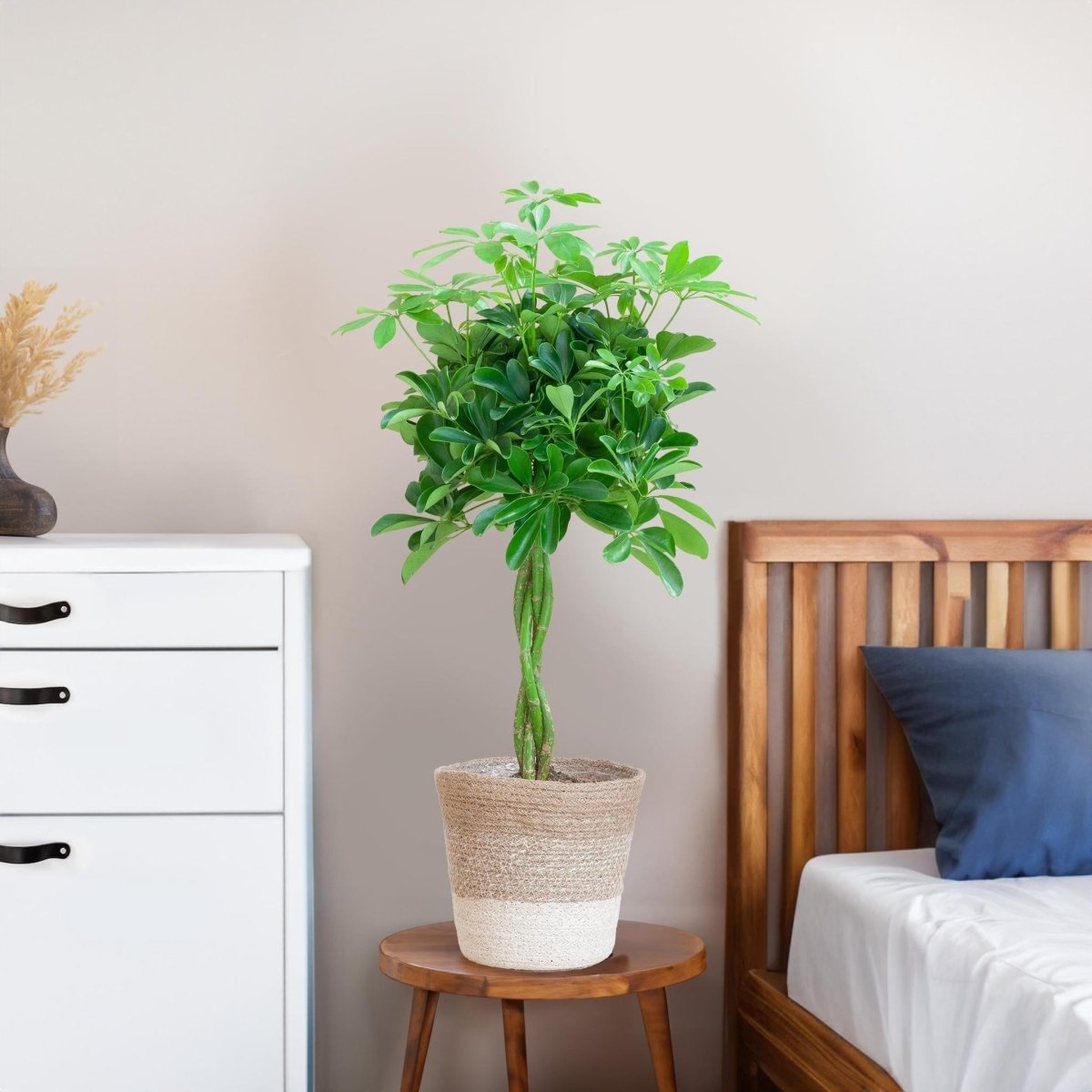 Schefflera Arab Nora met pot 4 - LushLeaf | Online planten bestellen
