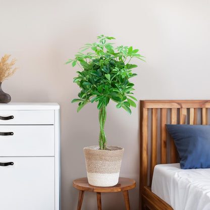 Schefflera Arab Nora met pot 4 - LushLeaf | Online planten bestellen