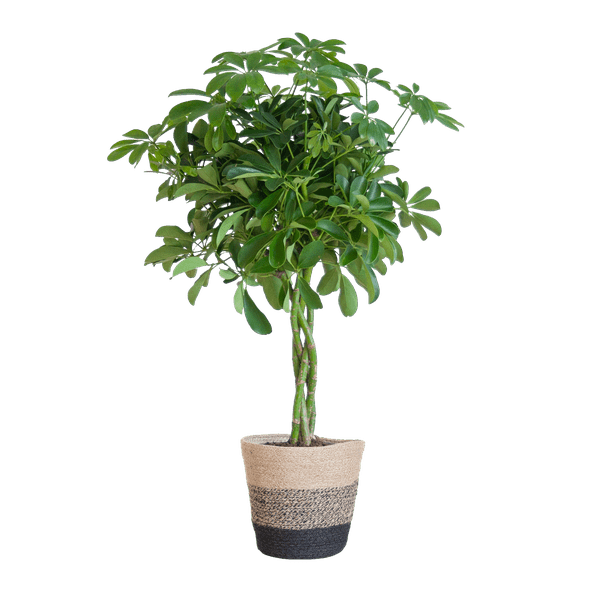 Schefflera Arab Nora met pot 5 - LushLeaf | Online planten bestellen