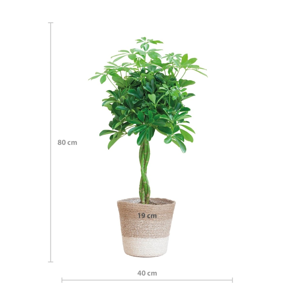 Schefflera Arab Nora met pot 3 - LushLeaf | Online planten bestellen