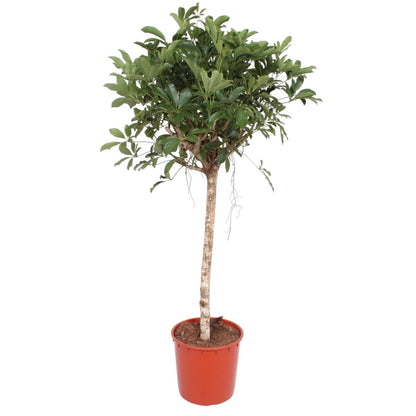 Schefflera Arboricola Compacta boom 1 - LushLeaf | Online planten bestellen