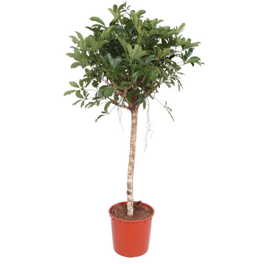 Schefflera Arboricola Compacta boom 1 - LushLeaf | Online planten bestellen