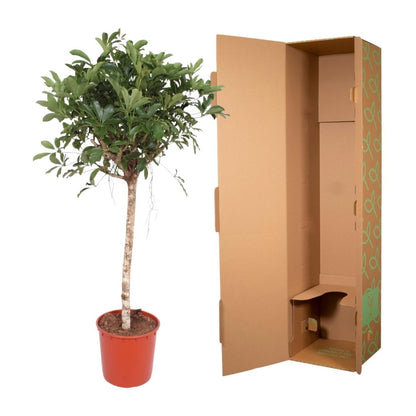 Schefflera Arboricola Compacta boom 5 - LushLeaf | Online planten bestellen