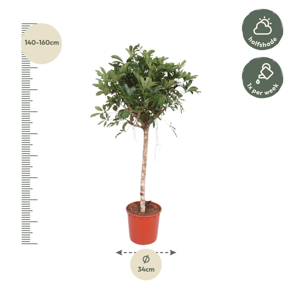 Schefflera Arboricola Compacta boom 4 - LushLeaf | Online planten bestellen