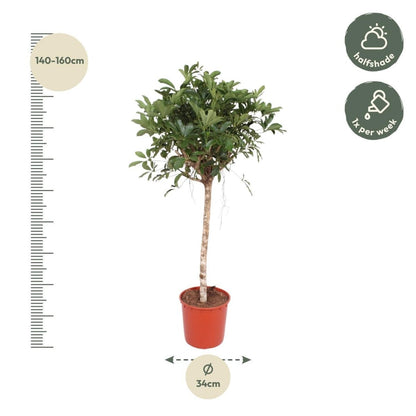 Schefflera Arboricola Compacta boom 4 - LushLeaf | Online planten bestellen