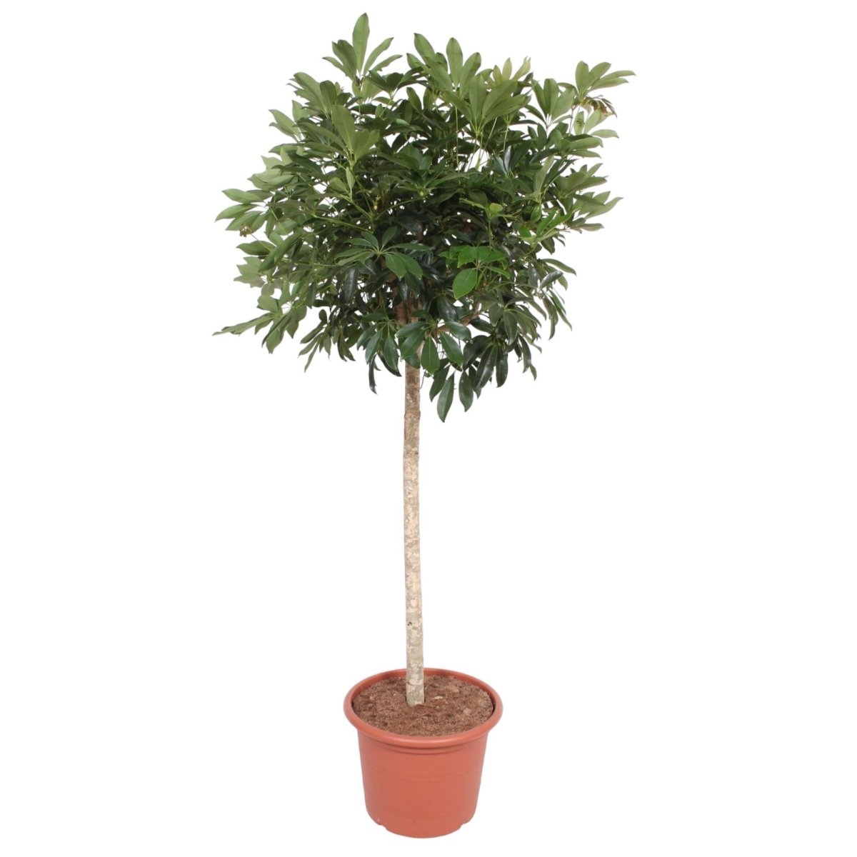 Schefflera Arboricola Compacta boom 6 - LushLeaf | Online planten bestellen