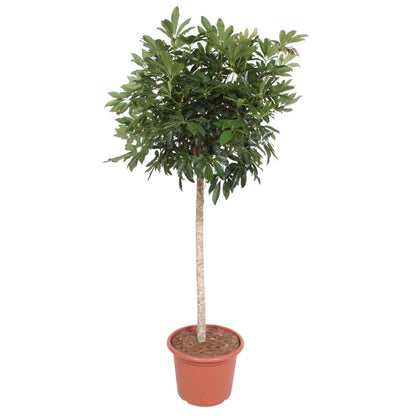 Schefflera Arboricola Compacta boom 6 - LushLeaf | Online planten bestellen
