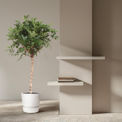 Schefflera Arboricola Compacta boom 3 - LushLeaf | Online planten bestellen