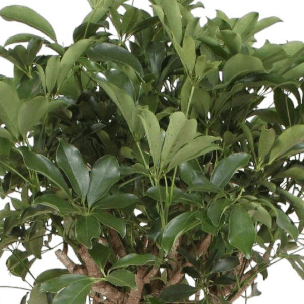 Schefflera Arboricola Compacta boom 2 - LushLeaf | Online planten bestellen