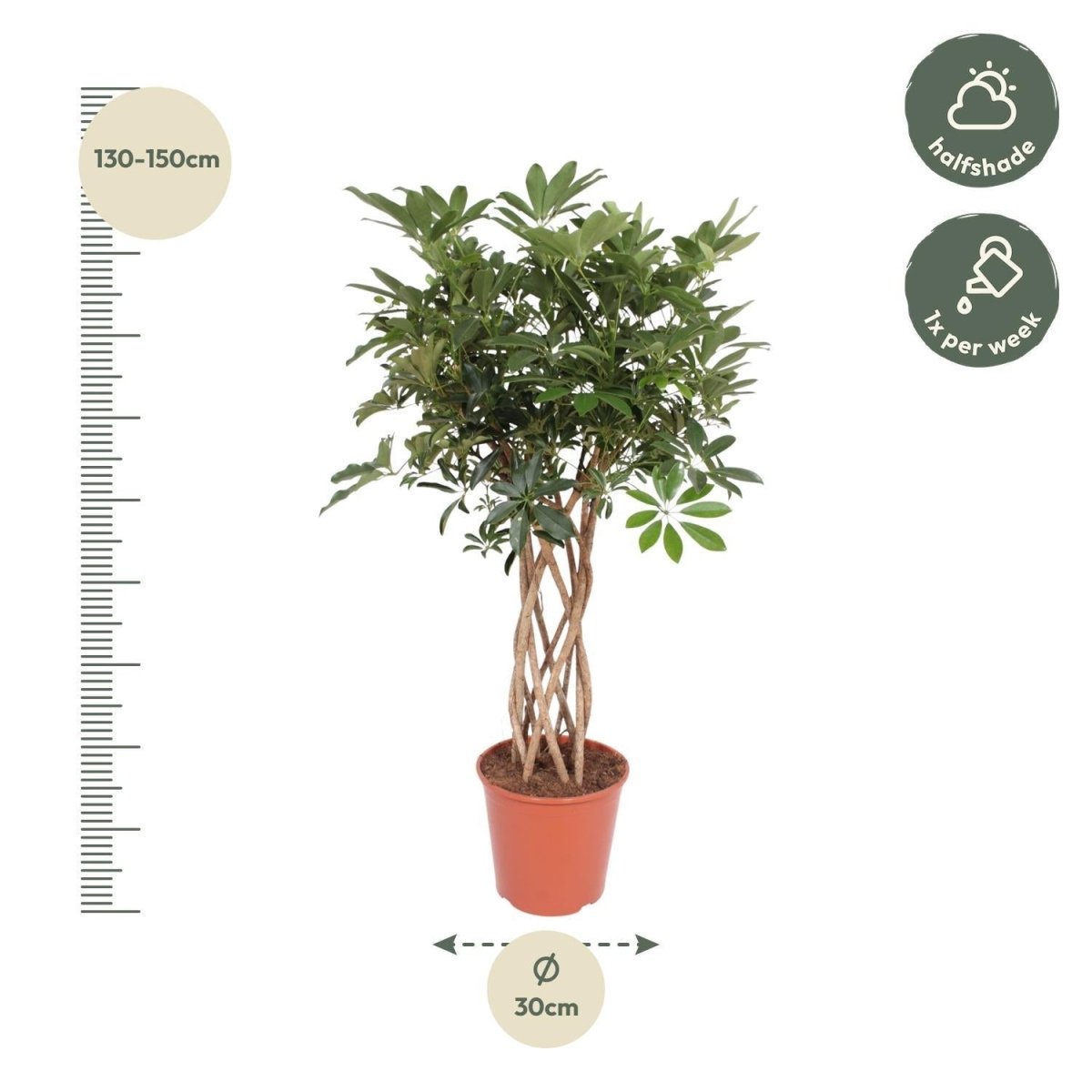 Schefflera Arboricola Compacta gevlochten stam 4 - LushLeaf | Online planten bestellen