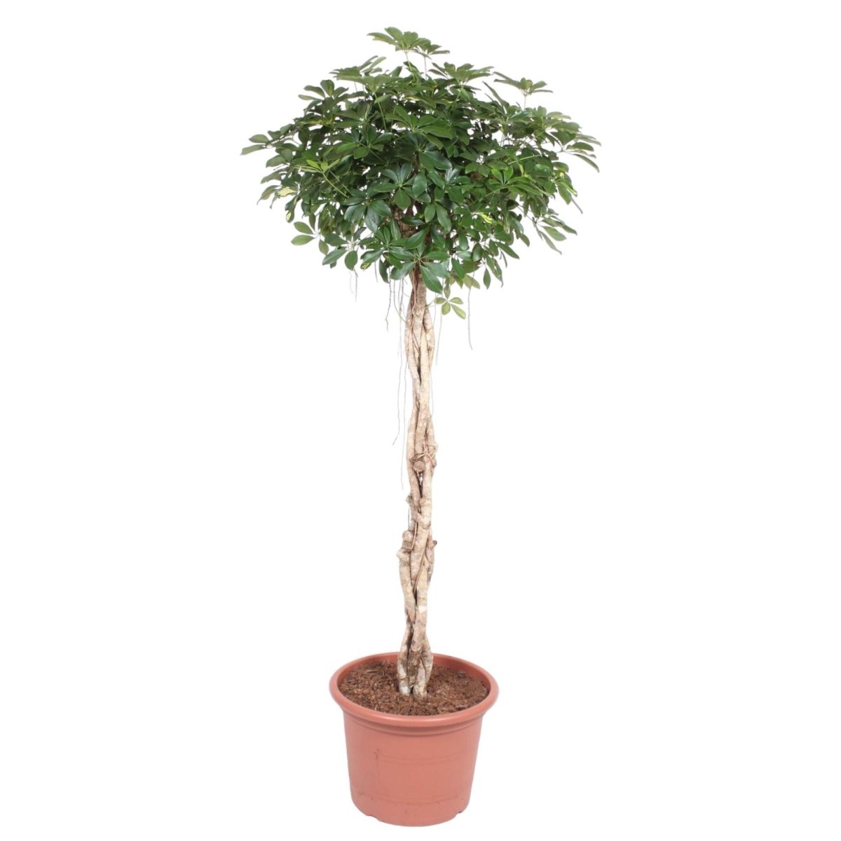 Schefflera Arboricola Compacta gevlochten stam 7 - LushLeaf | Online planten bestellen