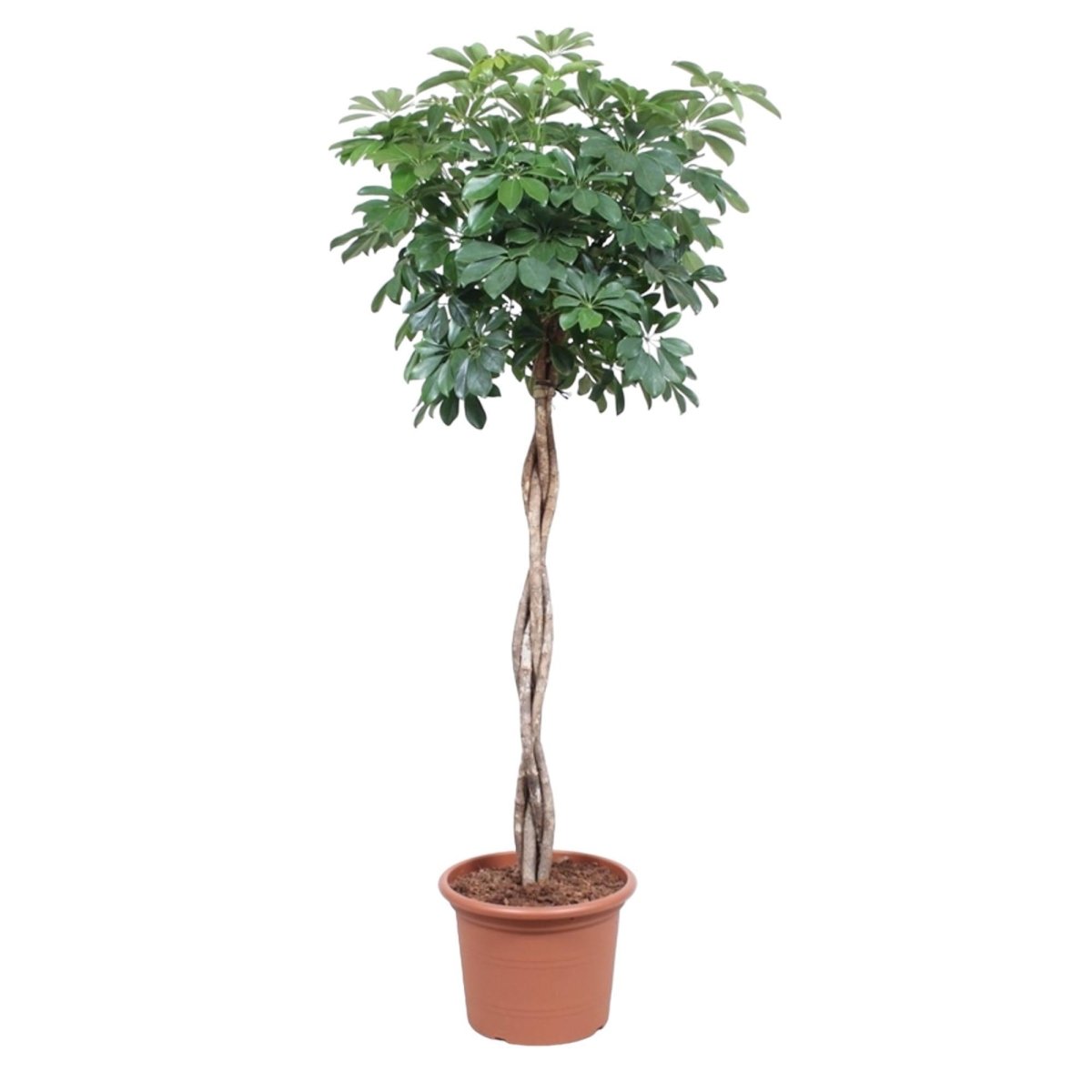 Schefflera Arboricola Compacta gevlochten stam 6 - LushLeaf | Online planten bestellen