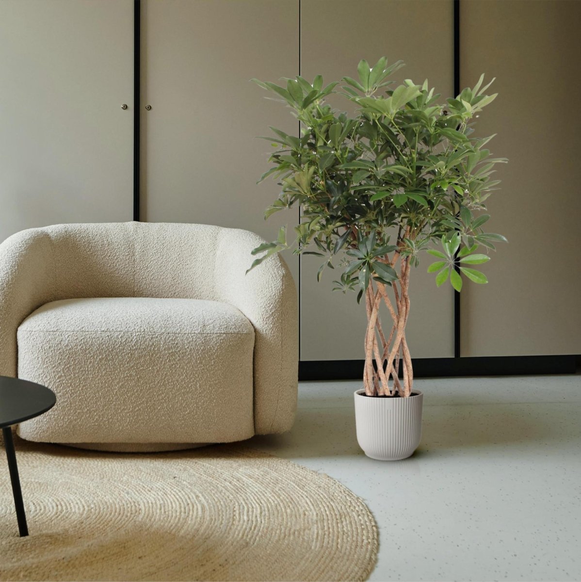Schefflera Arboricola Compacta gevlochten stam 3 - LushLeaf | Online planten bestellen