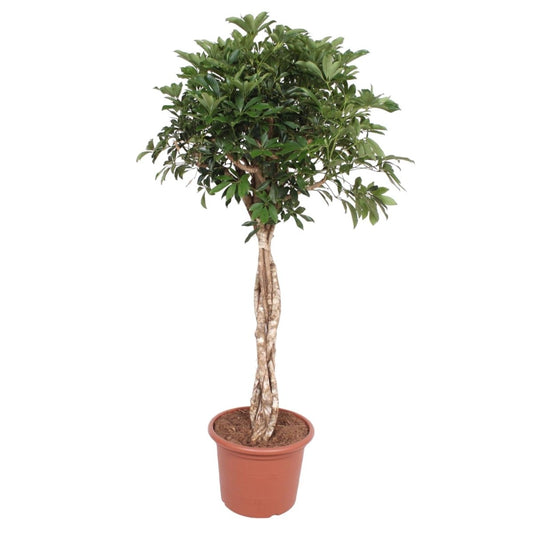Schefflera Arboricola Compacta gevlochten stam 1 - LushLeaf | Online planten bestellen