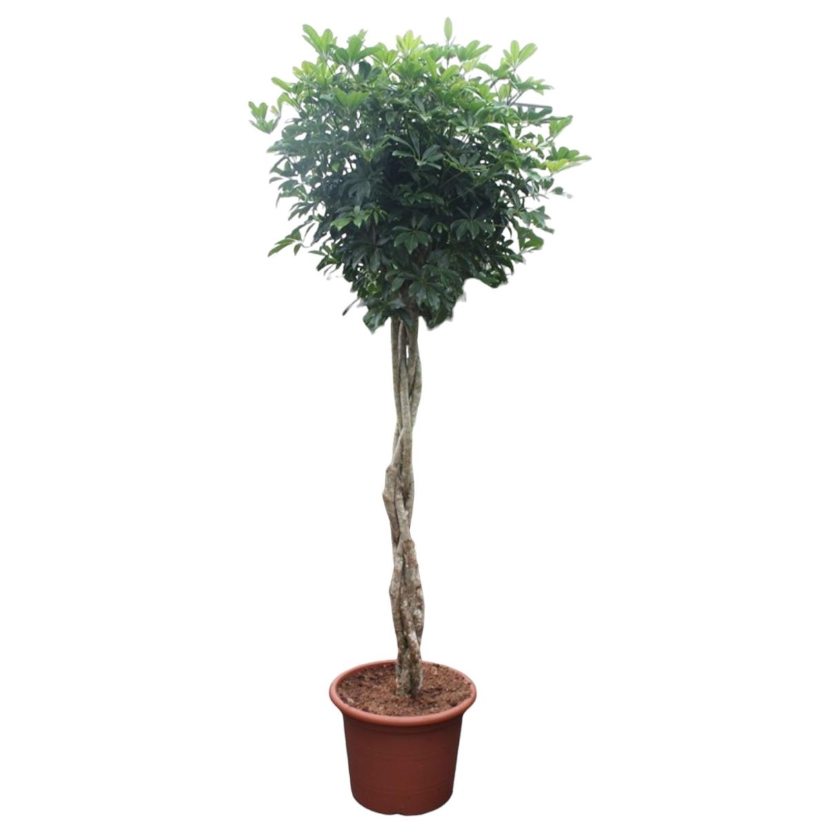 Schefflera Arboricola Compacta gevlochten stam 8 - LushLeaf | Online planten bestellen
