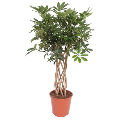 Schefflera Arboricola Compacta gevlochten stam 1 - LushLeaf | Online planten bestellen