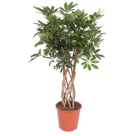 Schefflera Arboricola Compacta gevlochten stam 1 - LushLeaf | Online planten bestellen