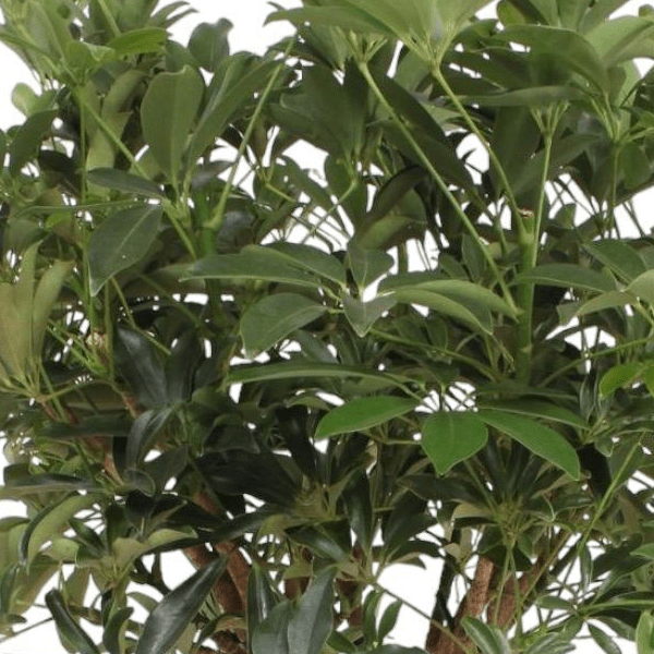 Schefflera Arboricola Compacta gevlochten stam 2 - LushLeaf | Online planten bestellen