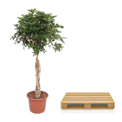 Schefflera Arboricola Compacta gevlochten stam 5 - LushLeaf | Online planten bestellen