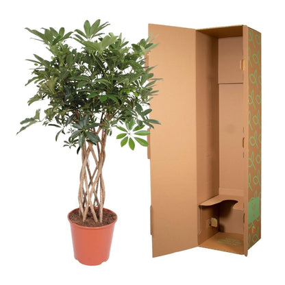 Schefflera Arboricola Compacta gevlochten stam 5 - LushLeaf | Online planten bestellen