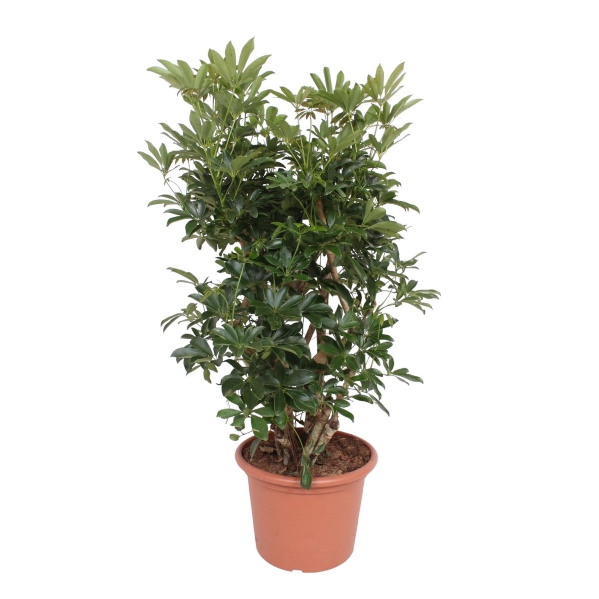 Schefflera Arboricola Compacta vertakt 1 - LushLeaf | Online planten bestellen