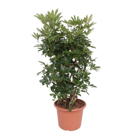 Schefflera Arboricola Compacta vertakt 1 - LushLeaf | Online planten bestellen