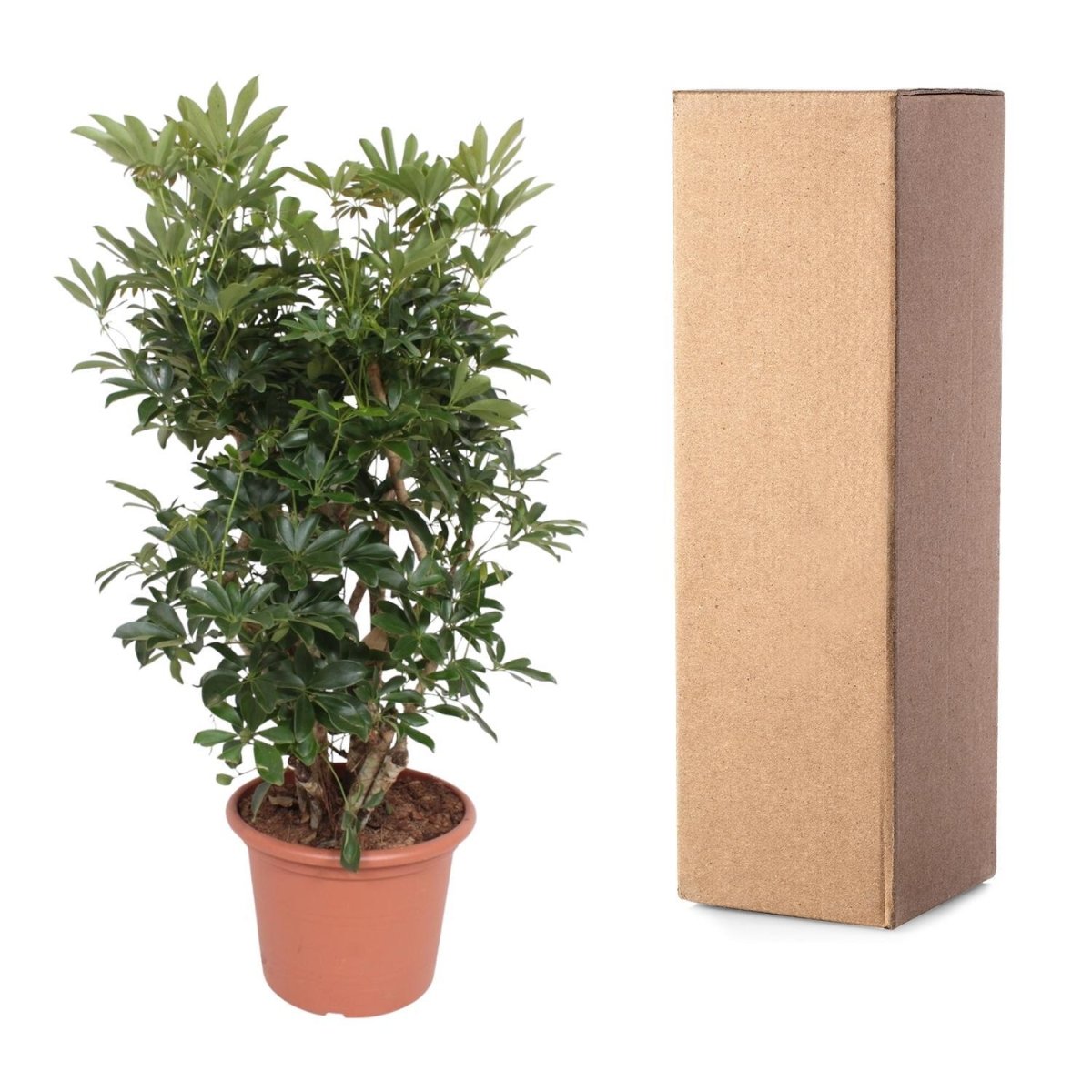 Schefflera Arboricola Compacta vertakt 5 - LushLeaf | Online planten bestellen