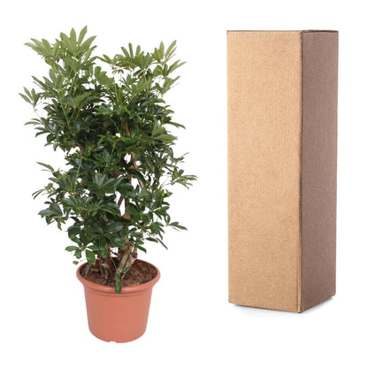 Schefflera Arboricola Compacta vertakt 5 - LushLeaf | Online planten bestellen
