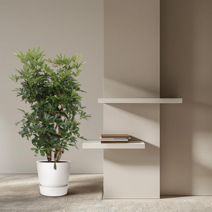 Schefflera Arboricola Compacta vertakt 3 - LushLeaf | Online planten bestellen