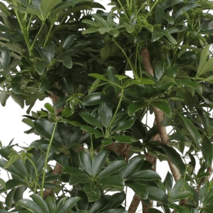 Schefflera Arboricola Compacta vertakt 2 - LushLeaf | Online planten bestellen