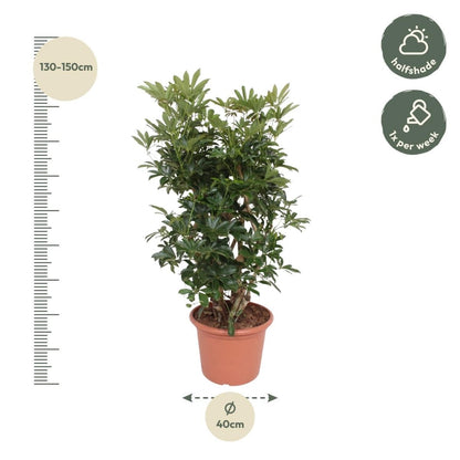 Schefflera Arboricola Compacta vertakt 4 - LushLeaf | Online planten bestellen