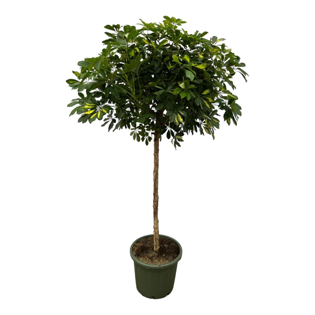 Schefflera Gold Capella stam 1 - LushLeaf | Online planten bestellen