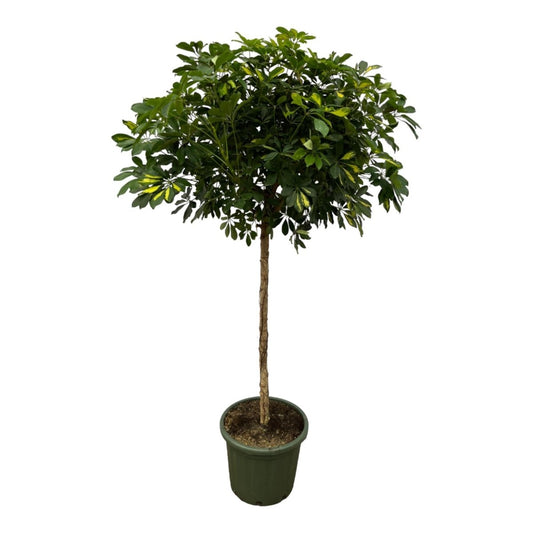 Schefflera Gold Capella stam 1 - LushLeaf | Online planten bestellen