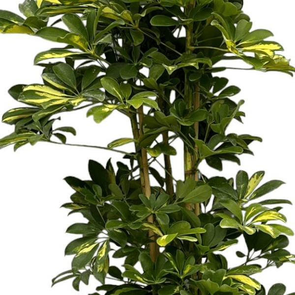 Schefflera Gold Capella struik 2 - LushLeaf | Online planten bestellen
