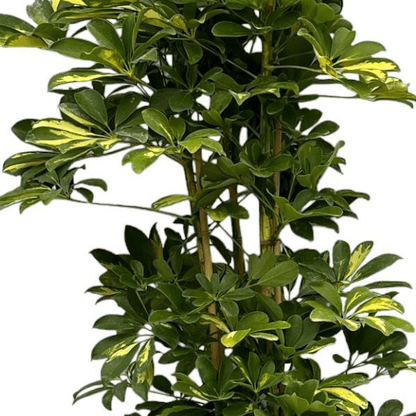 Schefflera Gold Capella struik 2 - LushLeaf | Online planten bestellen