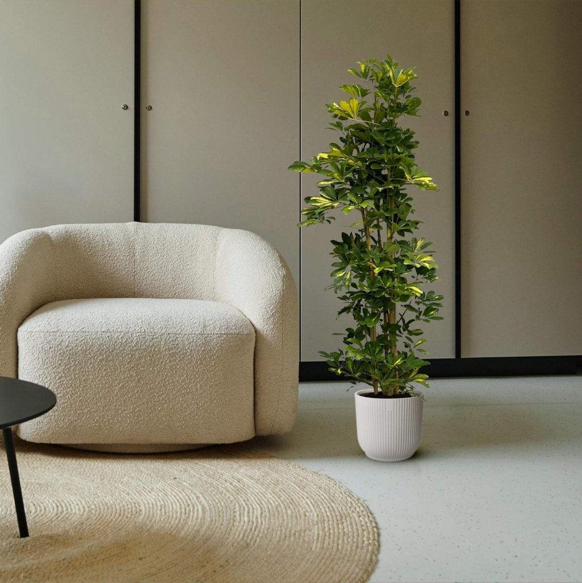 Schefflera Gold Capella struik 3 - LushLeaf | Online planten bestellen