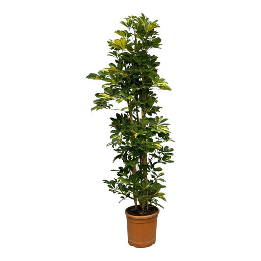 Schefflera Gold Capella struik 1 - LushLeaf | Online planten bestellen