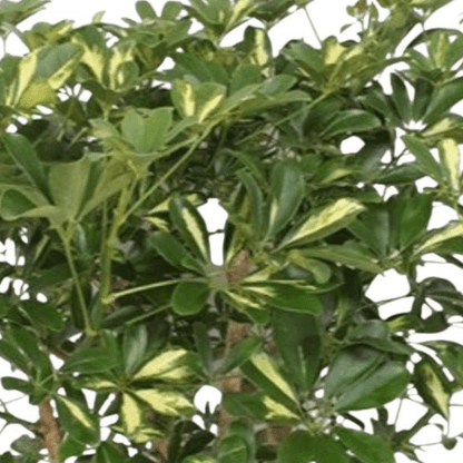 Schefflera Gold Capella vertakt 2 - LushLeaf | Online planten bestellen