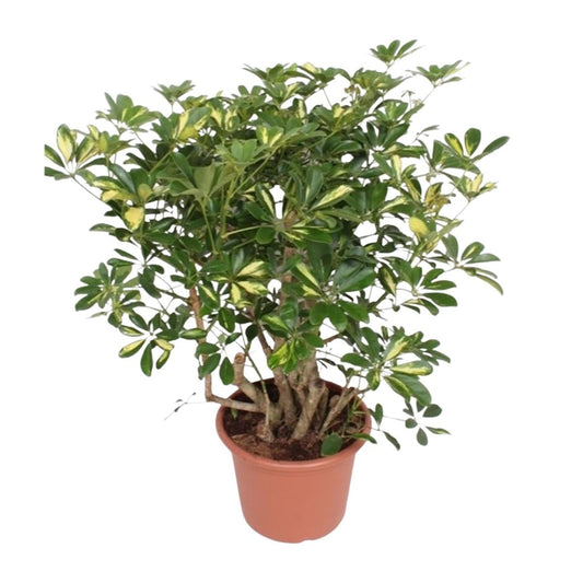 Schefflera Gold Capella vertakt 1 - LushLeaf | Online planten bestellen