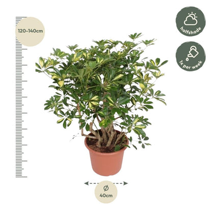 Schefflera Gold Capella vertakt 4 - LushLeaf | Online planten bestellen