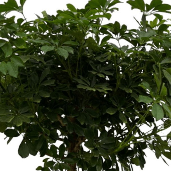 Schefflera Nora stam 2 - LushLeaf | Online planten bestellen